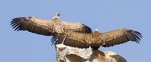 Drying Griffon Vultures  - Gyps fulvus © John Muddeman